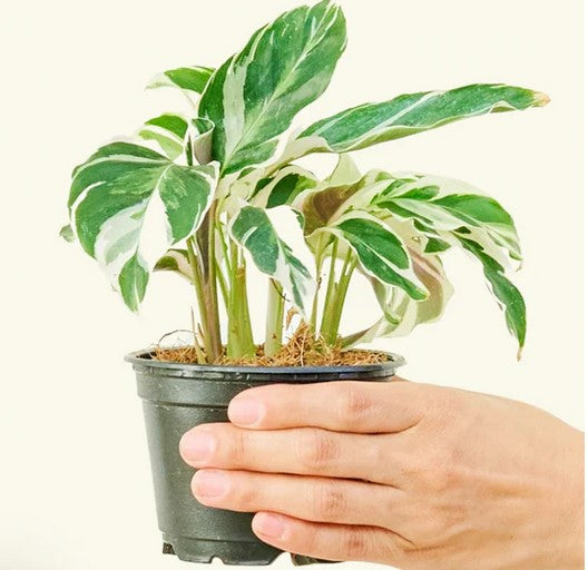 Calathea Fusion White Smaller Package